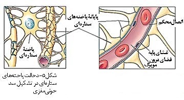 یاخته‌ های ستاره‌ ای