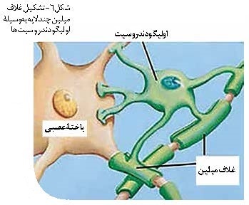 اولیگودندروسیت‌ ها