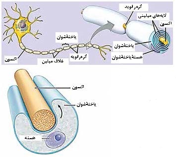 اولیگودندروسیت‌ها