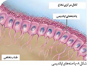 اولیگودندروسیت‌ها