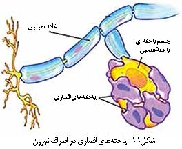یاخته‌‌ های اقماری