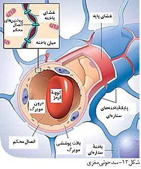 سد خونی مغز