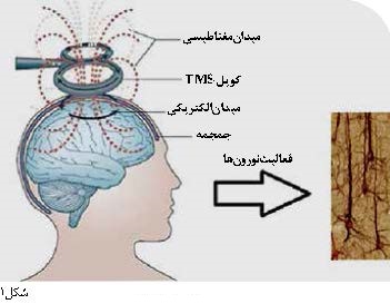مقدار جریان القایی در بافت مغز