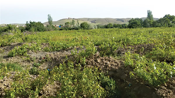 باغ های انگور پیرتاج