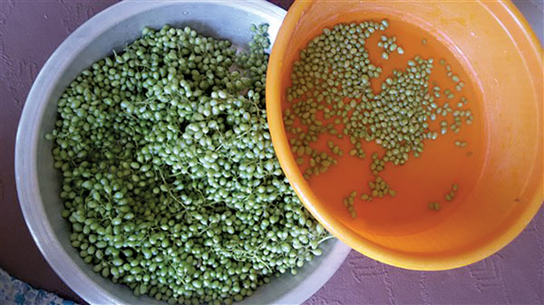 غوره انگور فخری