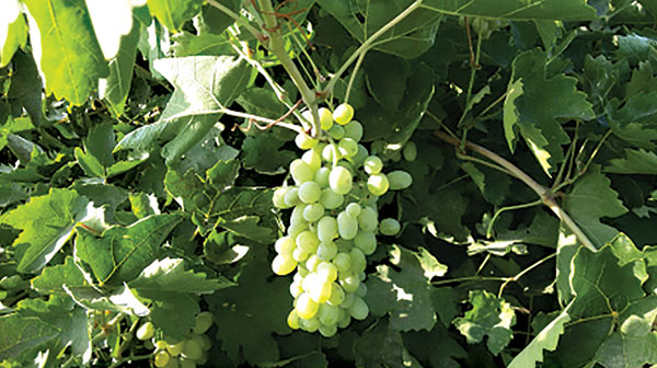 انگور خلیلی