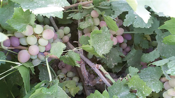 انگوریاقوتی