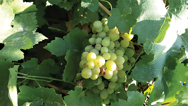 انگور فخری سفید