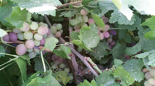 انگور صاحبی