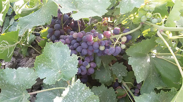 انگور قره فخری