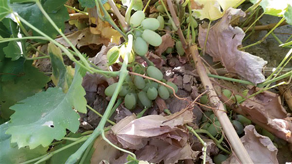 انگور ریش بابا