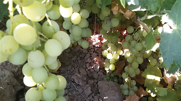 انگور مثقالی