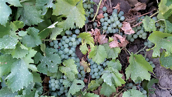 انگور گزنه ای