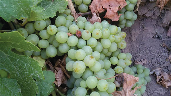 انگور میرزایی