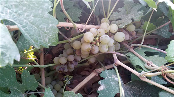 انگور تزیتیشن