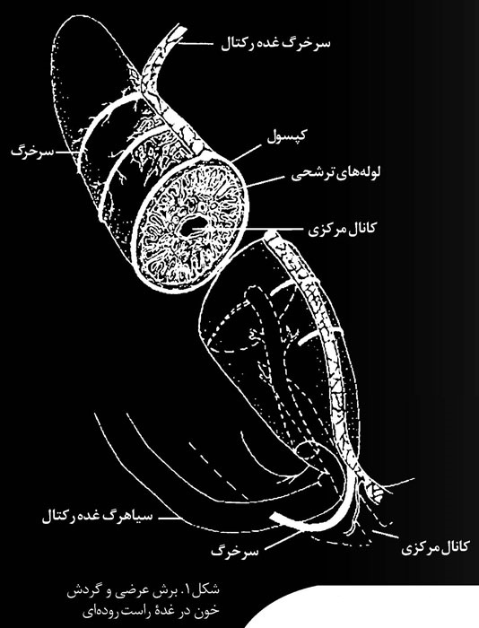 لوله‌ های ترشحی