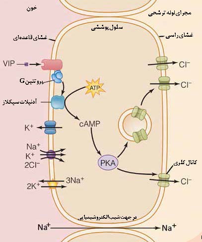 لوله‌ های ترشحی