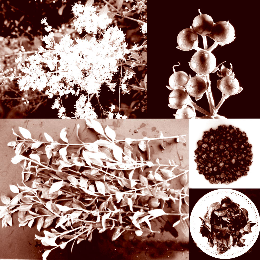 حکایت ظاهرآرا و درمانگری بی ادعا