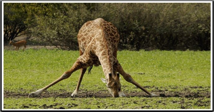 خاک‌ خواری