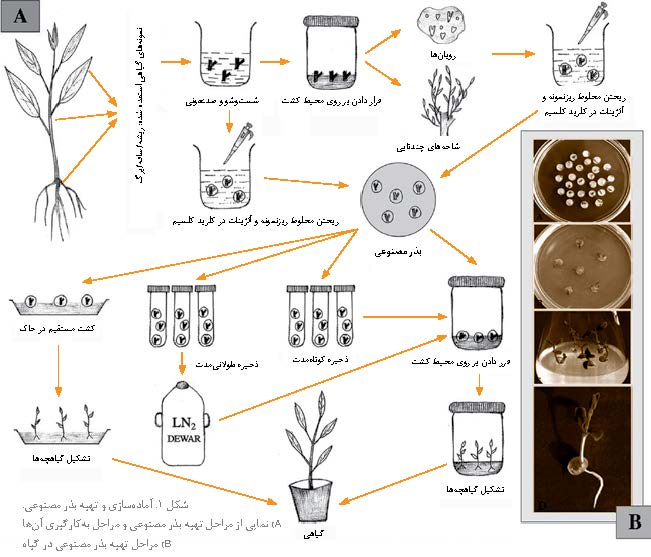تهیه بذر مصنوعی