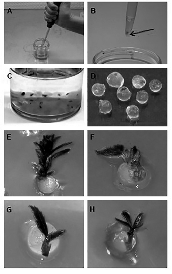 فناوری بذر مصنوعی