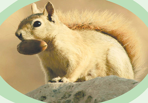 بلوط ها و رفقای فراموش کار!