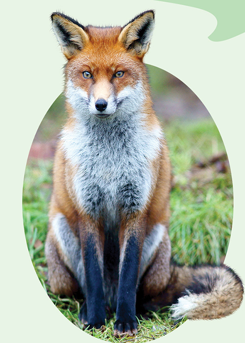 بلوط ها و رفقای فراموش کار!