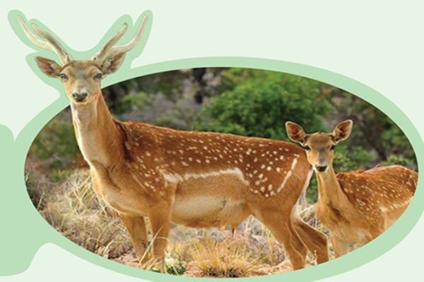 بلوط ها و رفقای فراموش کار!