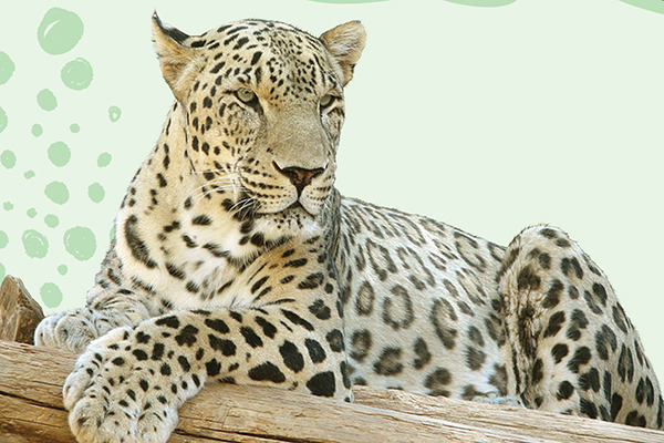 بلوط ها و رفقای فراموش کار!