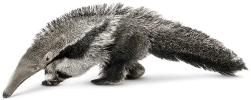 چه جوری غذا می خورم؟