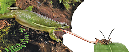 چه جوری غذا می خورم؟