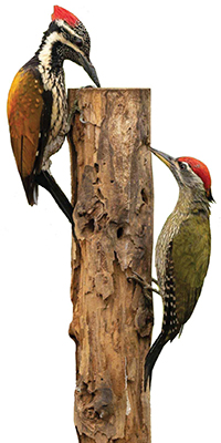 چه جوری غذا می خورم؟