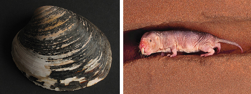 بی مرگیِ انسان