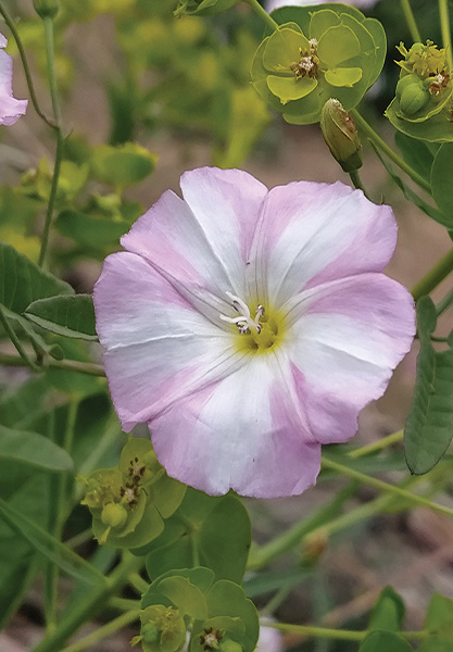 گیاهان دامنه جنوبی ارتفاعات البرز مرکزی، شمیرانات و رودبار قصران