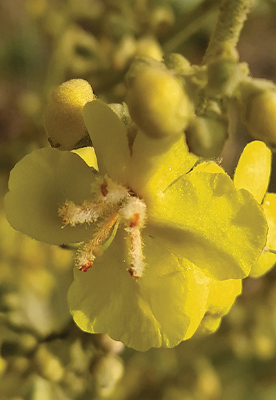 گیاهان دامنه جنوبی ارتفاعات البرز مرکزی، شمیرانات و رودبار قصران