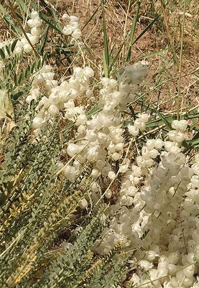 گیاهان دامنه جنوبی ارتفاعات البرز مرکزی، شمیرانات و رودبار قصران