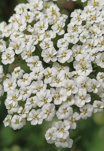 گیاهان دامنه جنوبی ارتفاعات البرز مرکزی، شمیرانات و رودبار قصران