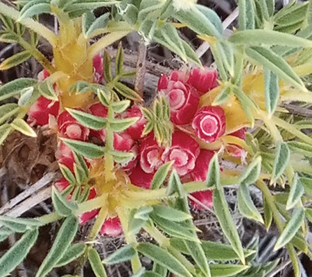 گیاهان دامنه جنوبی ارتفاعات البرز مرکزی، شمیرانات و رودبار قصران