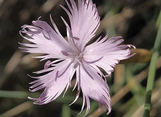 گیاهان دامنه جنوبی ارتفاعات البرز مرکزی، شمیرانات و رودبار قصران