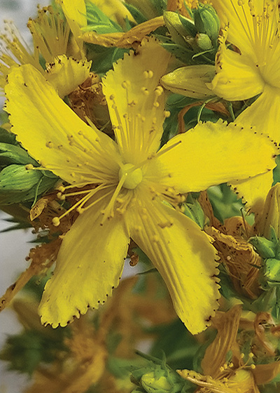 گیاهان دامنه جنوبی ارتفاعات البرز مرکزی، شمیرانات و رودبار قصران