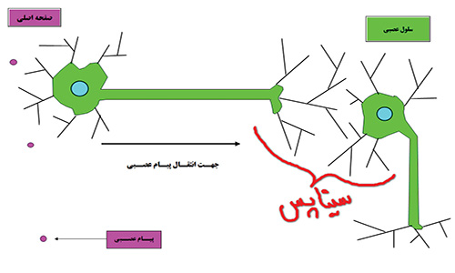 طراحی اجزای آموزشی معلم ساخته و تعاملی برای درس زیست شناسی