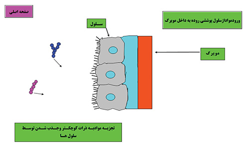طراحی اجزای آموزشی معلم ساخته و تعاملی برای درس زیست شناسی
