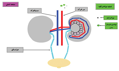 طراحی اجزای آموزشی معلم ساخته و تعاملی برای درس زیست شناسی