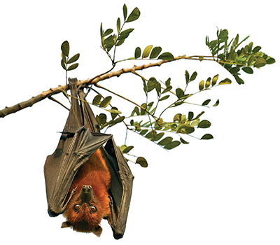 من بال دارم! تو باله!