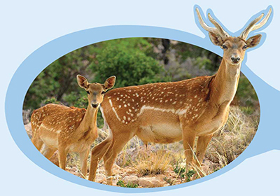 آشنایی با حیوانات در پارک آبی!