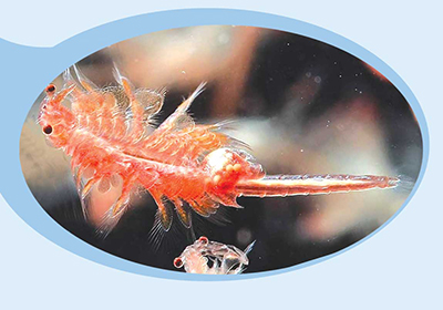 آشنایی با حیوانات در پارک آبی!