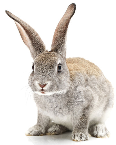 چه طوری صداها را می شنویم؟