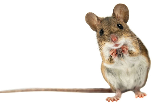 چه طوری صداها را می شنویم؟