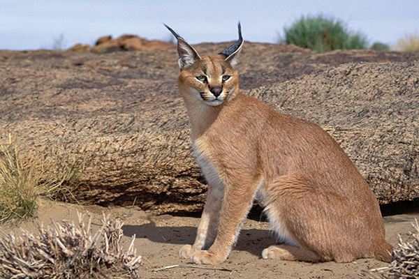 چه طوری صداها را می شنویم؟