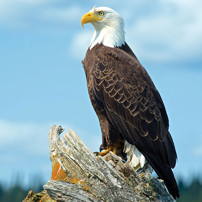 چه طوری صداها را می شنویم؟